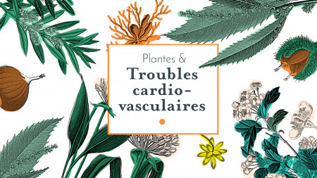 Plantes & troubles cardio-vasculaires